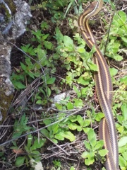 Salvadora intermedia