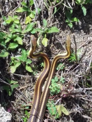 Salvadora intermedia