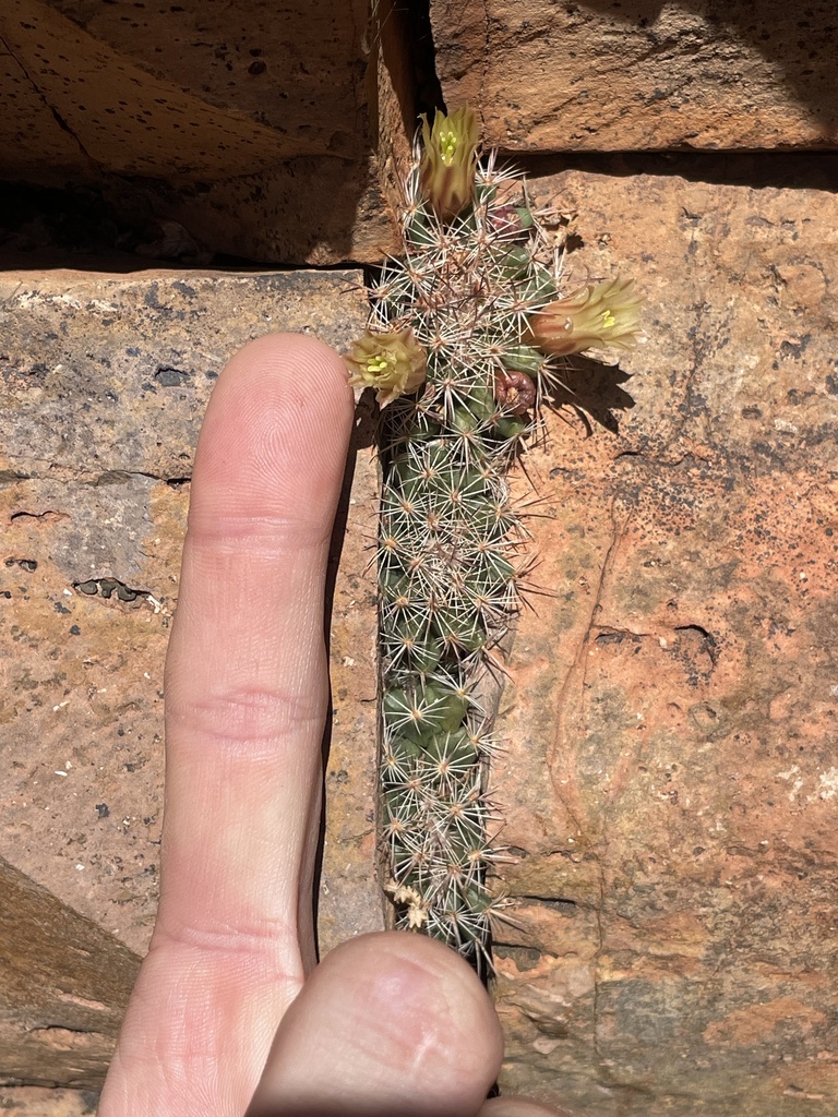 Mammillaria brandegeei, Ensenada, MX-BN, MX