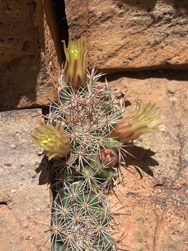 Mammillaria brandegeei