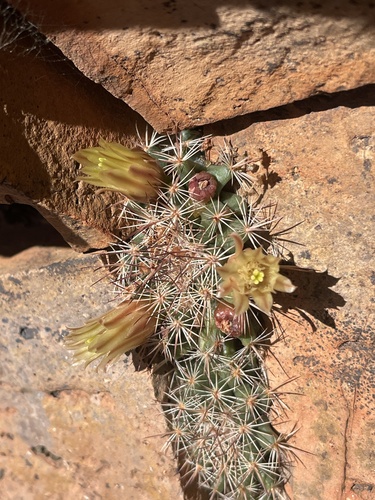 Mammillaria brandegeei