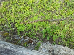 Salvadora intermedia