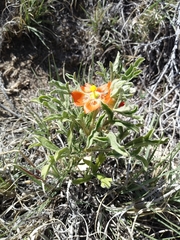 Sphaeralcea coccinea