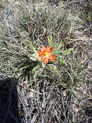 Sphaeralcea coccinea