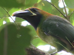 Aulacorhynchus prasinus caeruleogularis
