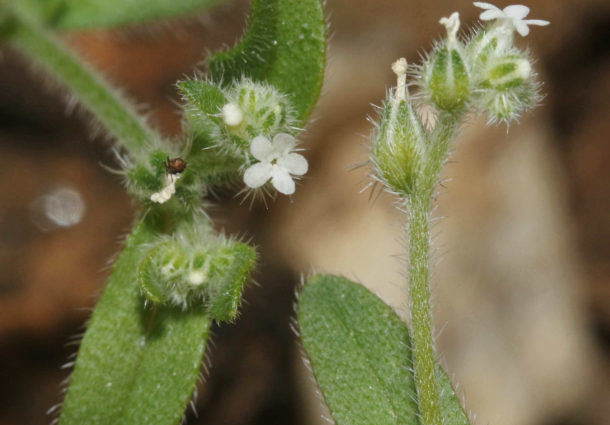 Cryptantha affinis