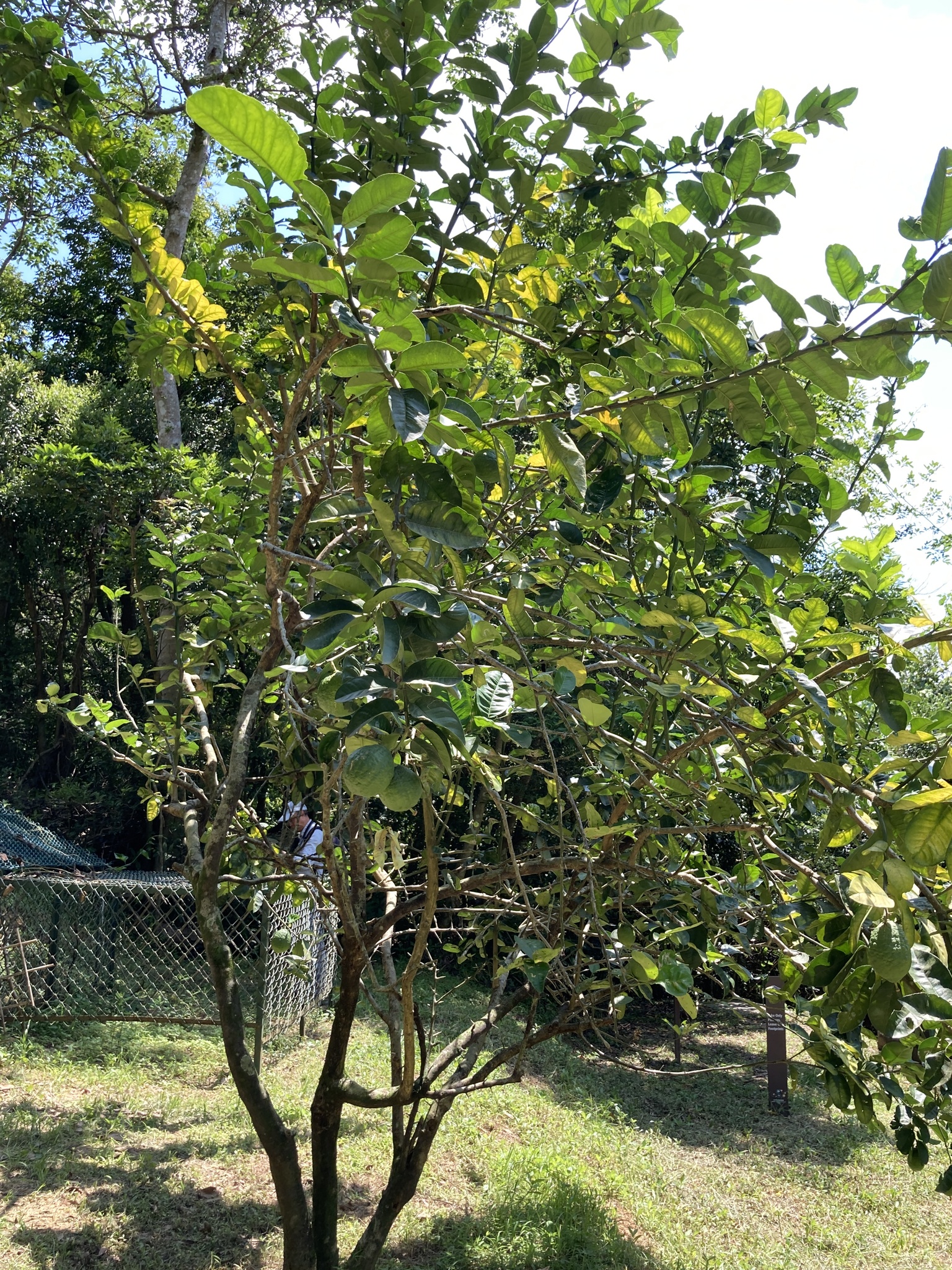 Imagem de Pomelo