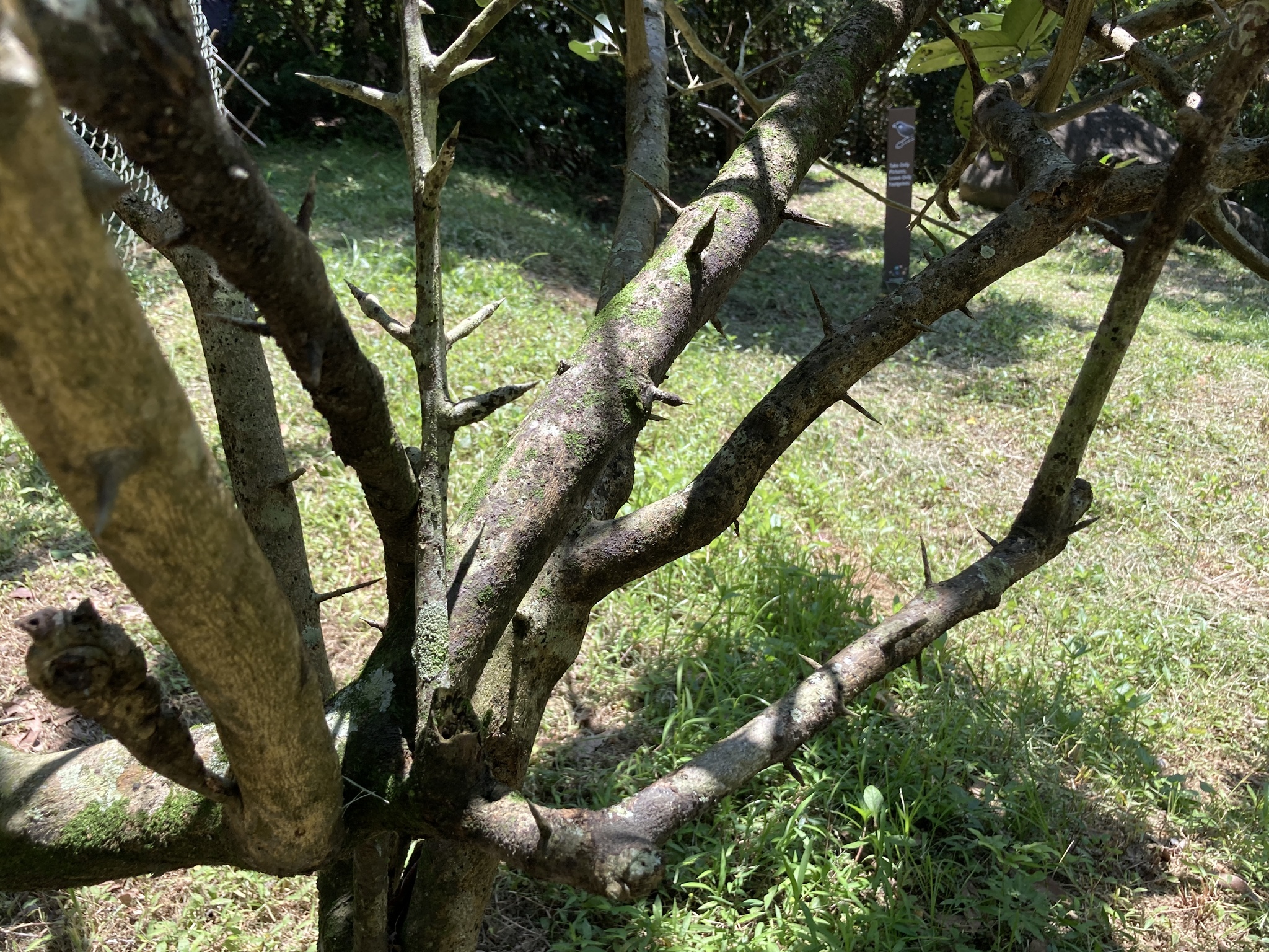 Imagem de Pomelo