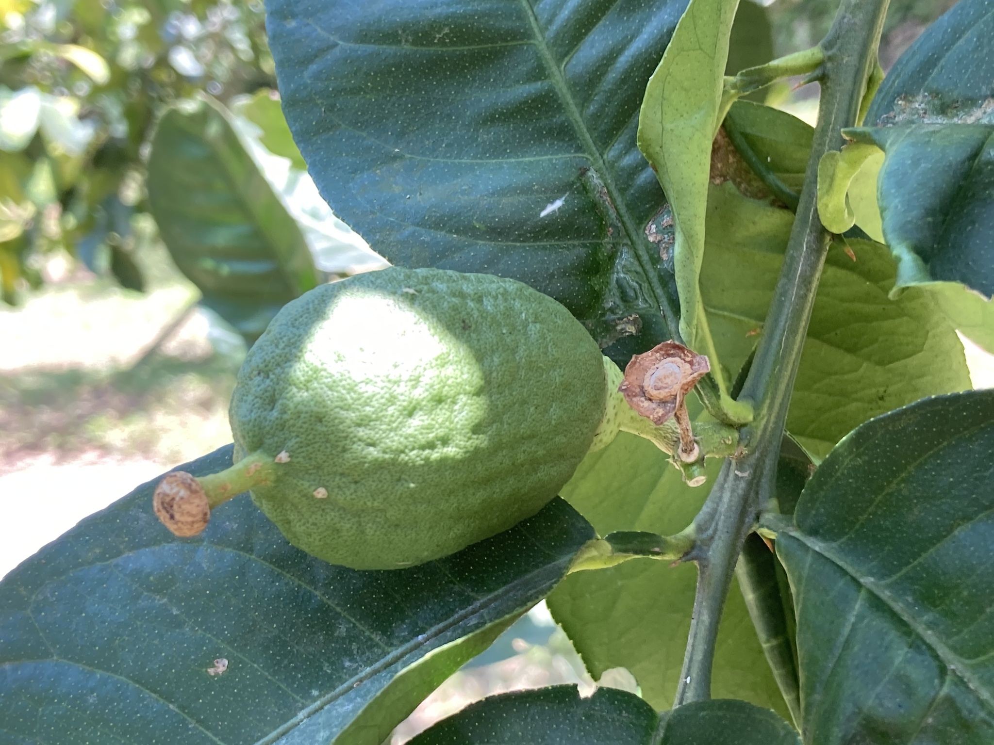 Imagem de Pomelo