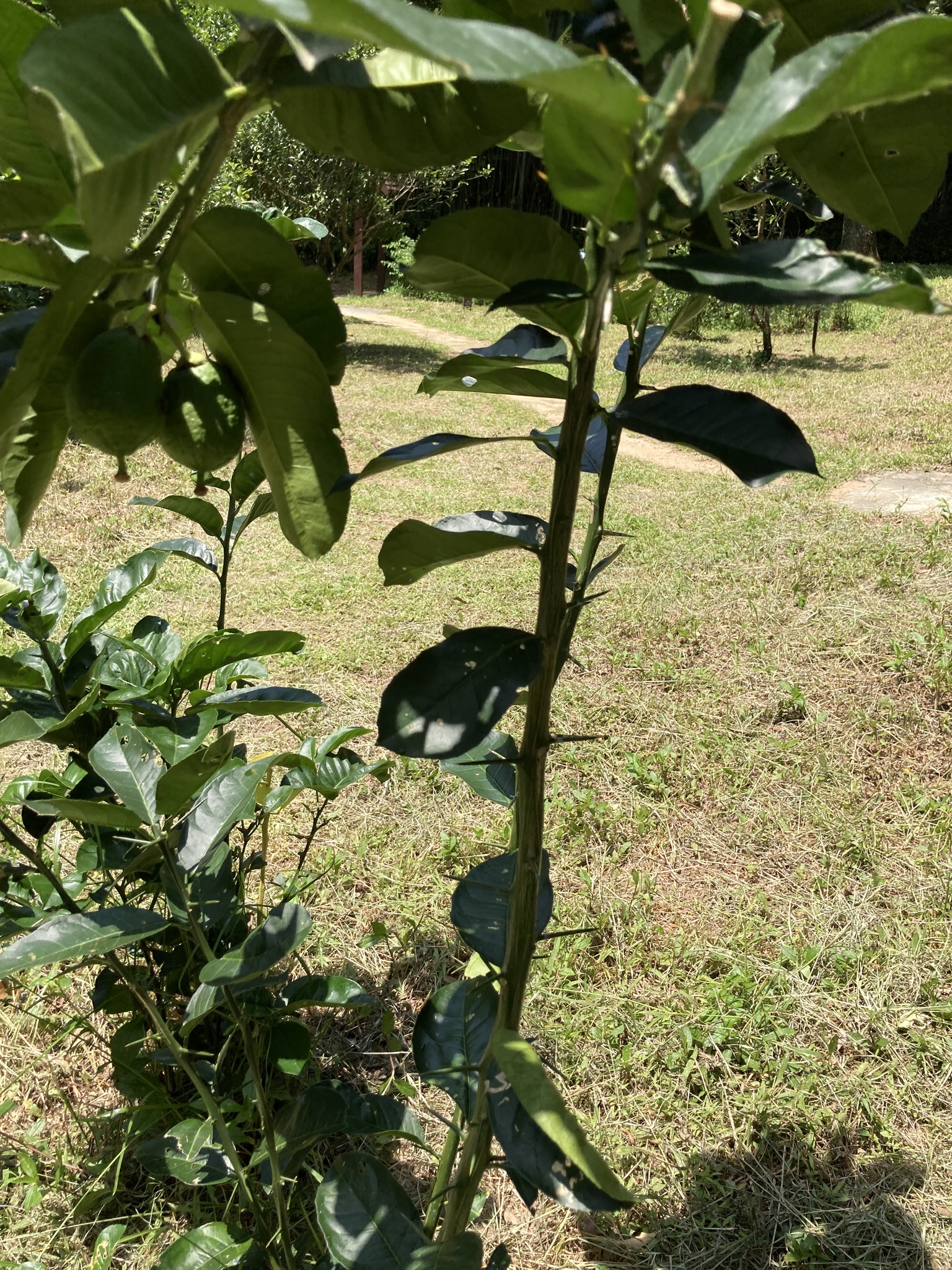 Imagem de Pomelo