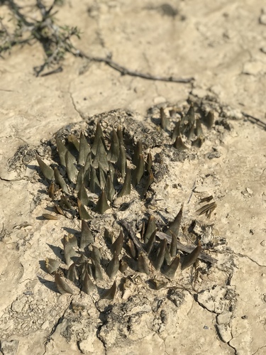 Ariocarpus trigonus