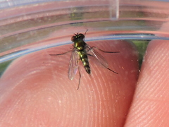 Condylostylus caudatus