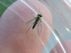 Condylostylus caudatus