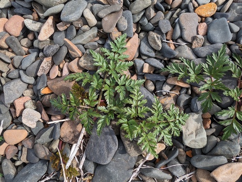 Western Hemlock-parsley