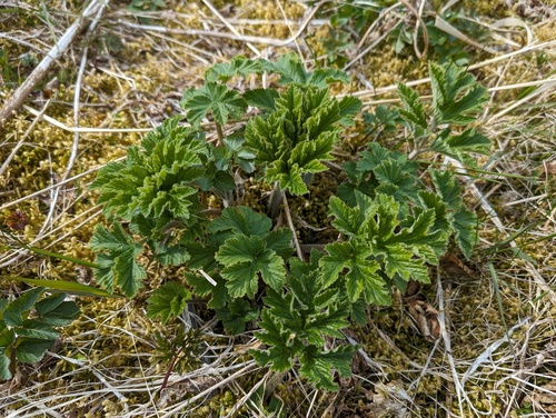 common cowparsnip