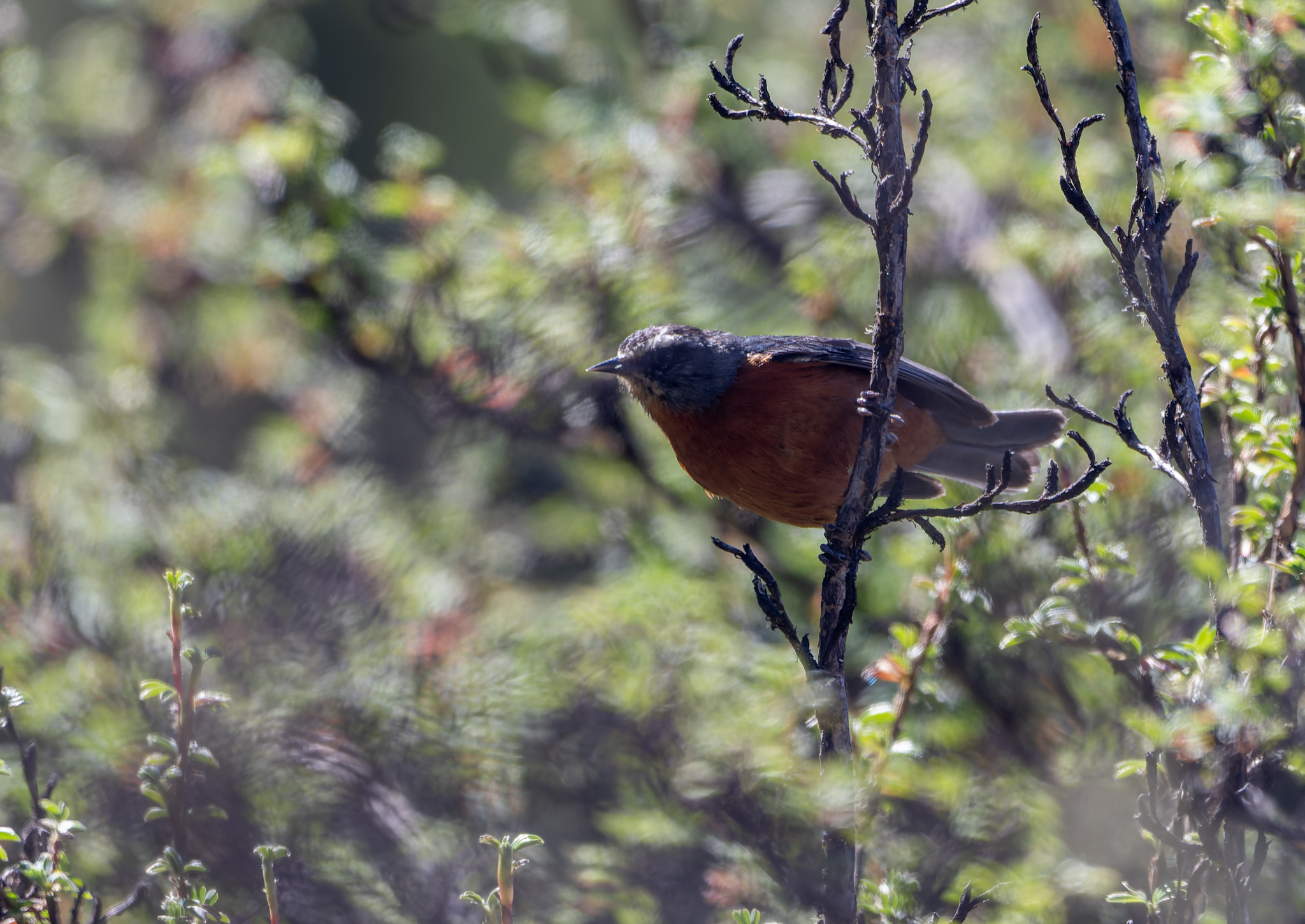 White-browed Conebill (Conirostrum ferrugineiventre), photo 1