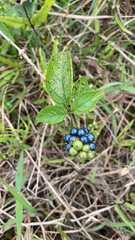 Lantana camara, recorded fruiting