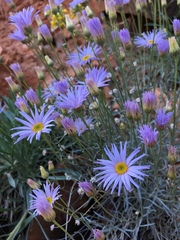 Erigeron utahensis