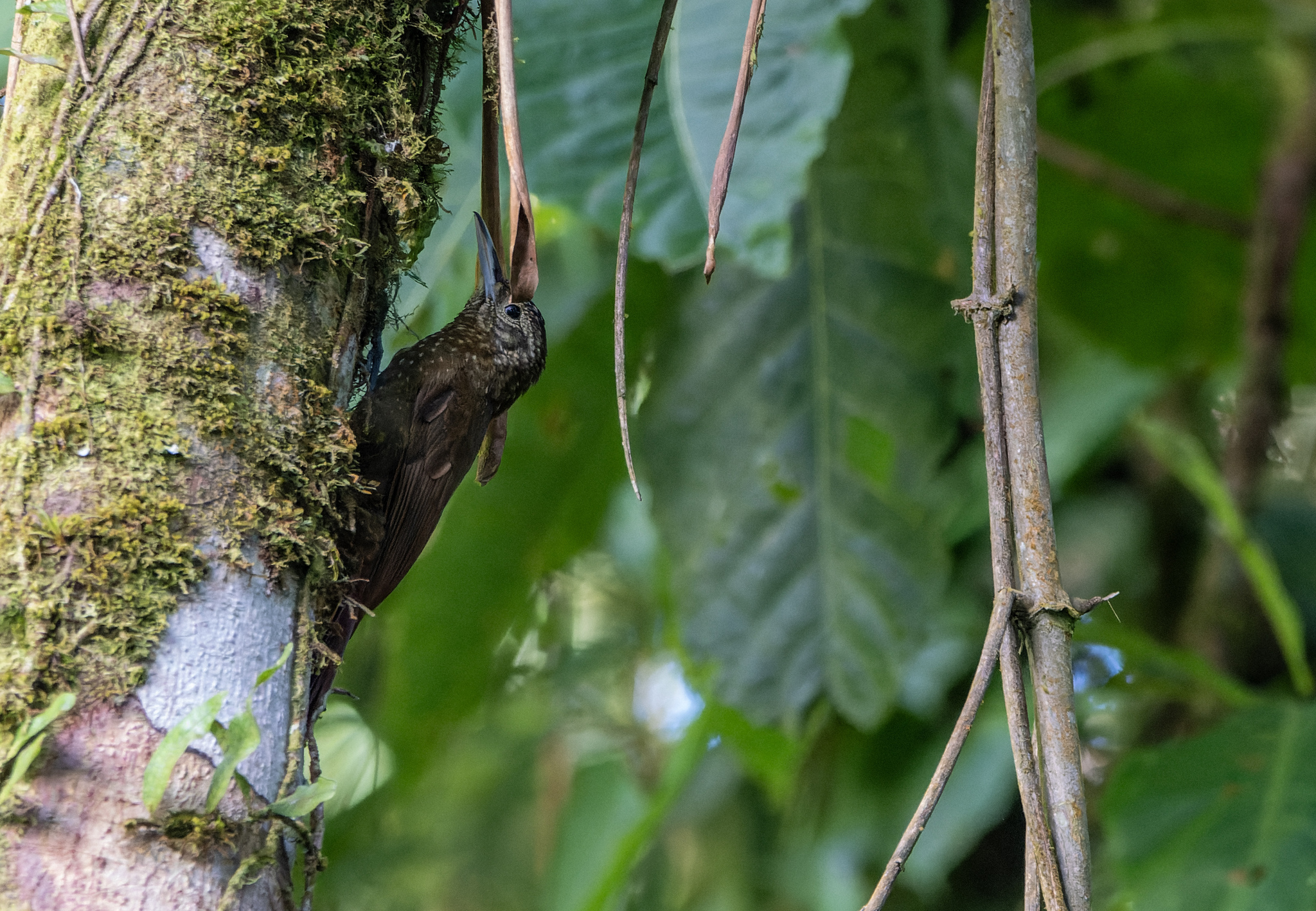 Olive-backed Woodcreeper (Xiphorhynchus triangularis), photo 8