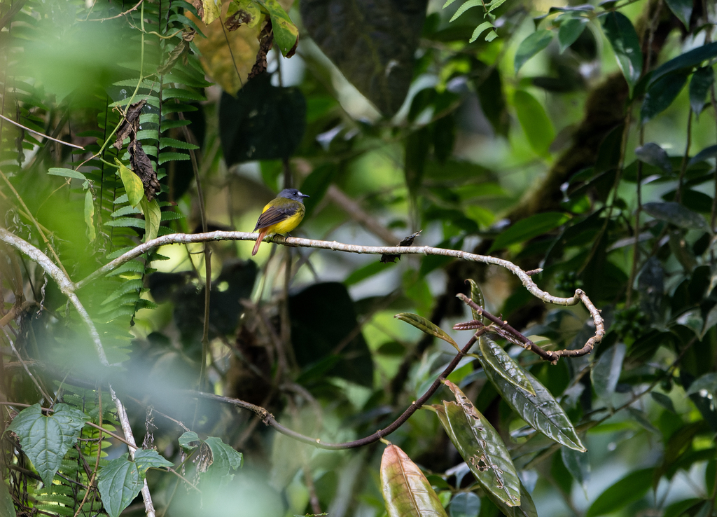 Myiotriccus ornatus aureiventris