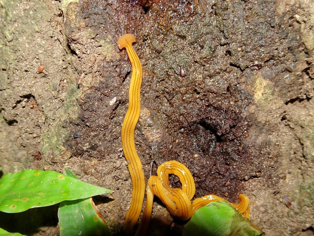 Bipalium nobile