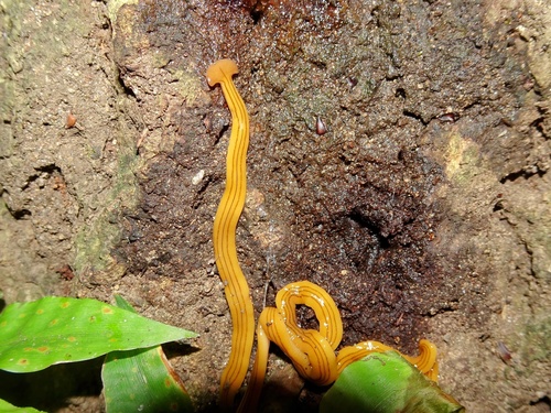 Bipalium nobile Kawakatsu & Makino, 1982