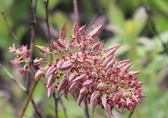 Stenanthium densum