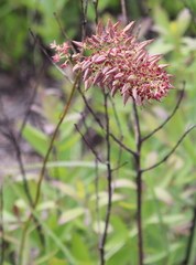 Stenanthium densum