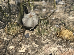 Astrophytum myriostigma