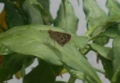 Callimormus corades