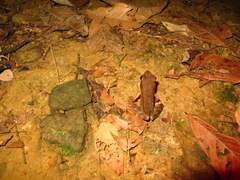 Lithobates warszewitschii