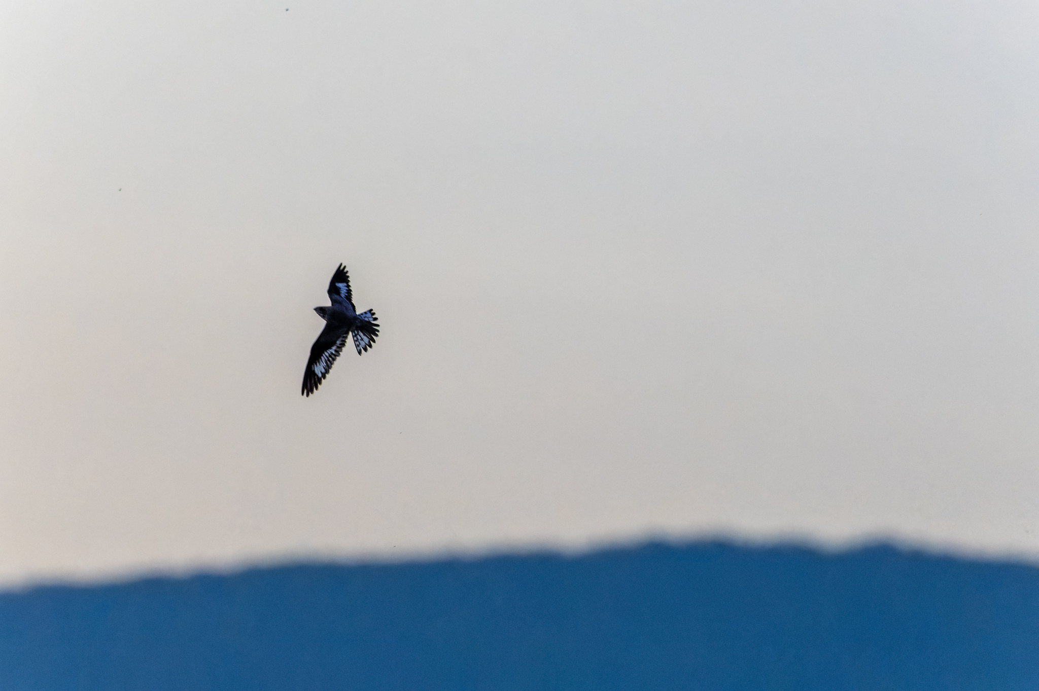 Sand-colored Nighthawk (Chordeiles rupestris), photo 10