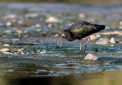 Puna Ibis photo 5