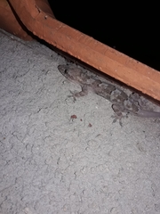 Hemidactylus mabouia