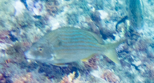 Western Atlantic Seabream