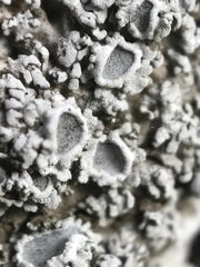 Physconia americana