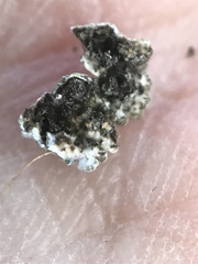 Physconia americana