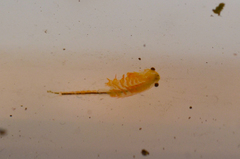 Eubranchipus bundyi
