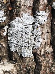 Physconia americana