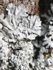 Physconia americana