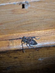 Plectrura spinicauda