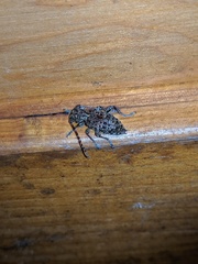 Plectrura spinicauda