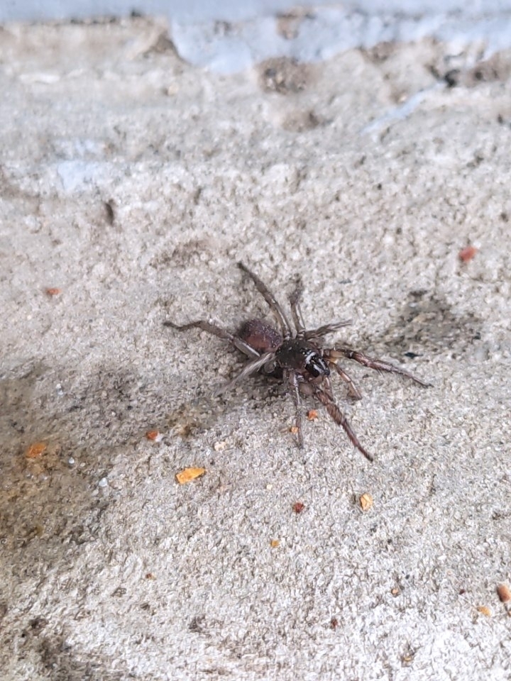 Scotinoecus fasciatus
