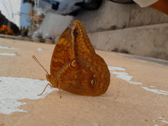 Opsiphanes boisduvallii