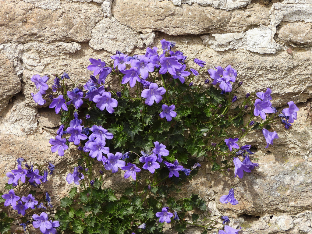 Campanula portenschlagiana — a medium houseplant, prefers full sun light