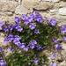 Campanula portenschlagiana - Photo (c) Chuangzao, μερικά δικαιώματα διατηρούνται (CC BY-NC), uploaded by Chuangzao