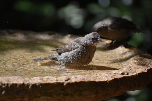 Brown-headed Cowbird photographed in Georgia