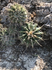 Ferocactus echidne