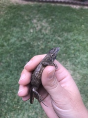 Sceloporus occidentalis