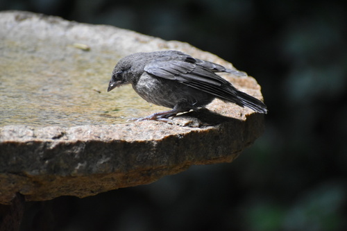 Brown-headed Cowbird photographed in Georgia